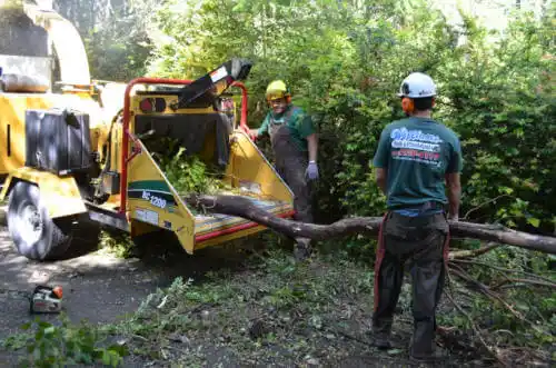 tree services East Griffin